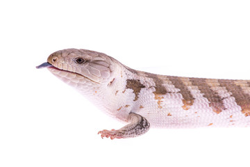 Portrait of a blue tongued skink lizard with its tongue sticking out on a white background