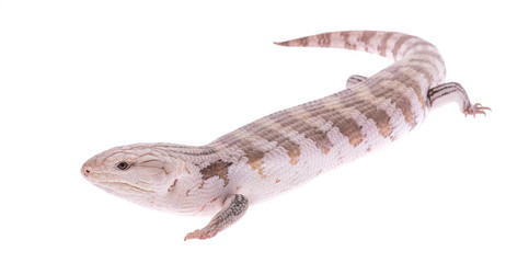 Blue tongued skink isolated on a white background