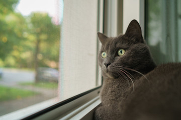 grey cat sleeping on the window