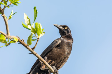 Black crow perching on tree and looking back against blue sky
