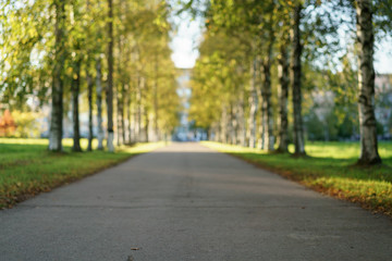 Fototapeta premium ground level photo of birch alley in autumn
