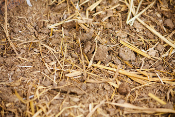 Cow manure texture background