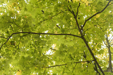 Fototapeta na wymiar yellow maple leaves background