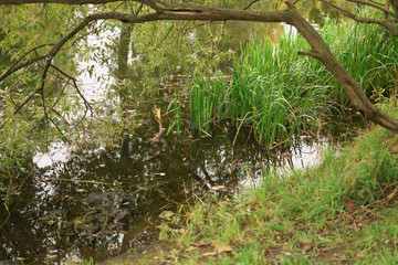 pond in city park in autumn season