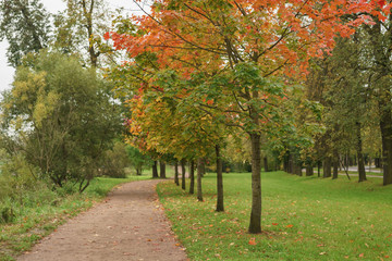 Fototapeta premium mapple alley in town park in early autumn season