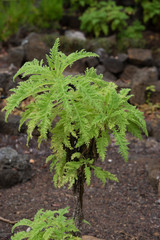 ガラパゴスの植物