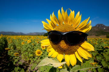 Sunflower hip