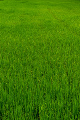 Green Field