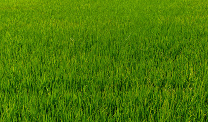 Green Field