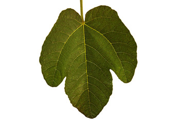 fig tree leaf