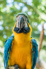 Colorful Scarlet Macaw parrot  on the Jungle