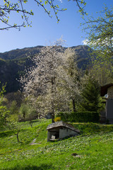 mountain flower tree