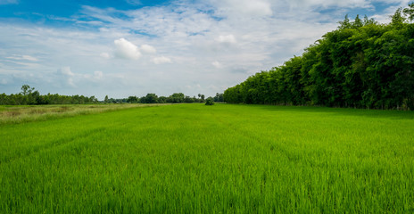 Obraz na płótnie Canvas Paddy rice field