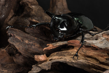 Three-Horned Beetle (Chalcosoma caucasus)