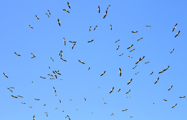 A flock of migrating white storks (Ciconia ciconia) in flight.