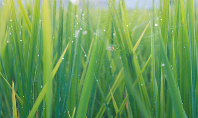 Spider on the web in rice field, Tetragnatha Spider.
