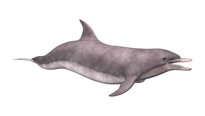 3D Rendering Dolphin on White