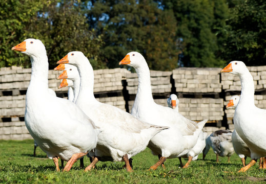 Proud geese on a meadow