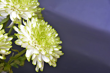 chrysanthemum flowers,close up (Dendranthemum grandifflora)