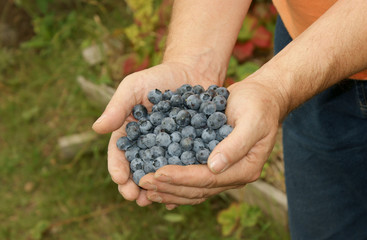 Handful of blueberries