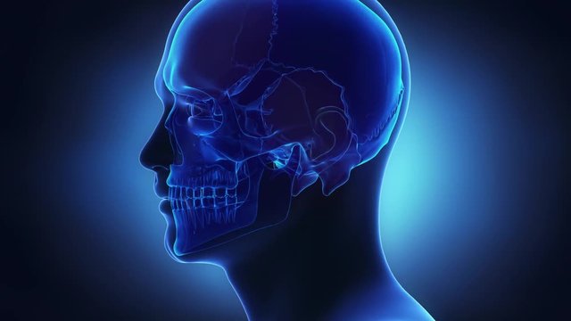 Skull bones in x-ray