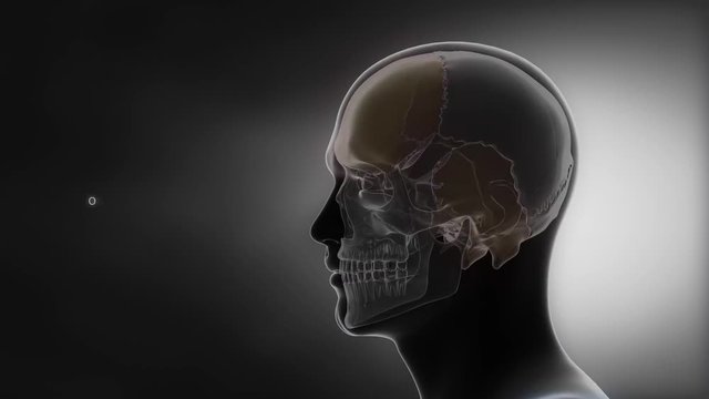 Skull bones with latin names