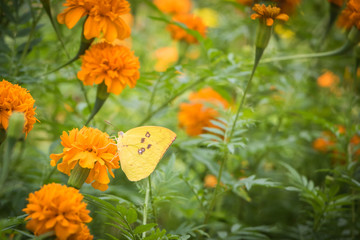 The Flowers & butterflies swarm in The Park