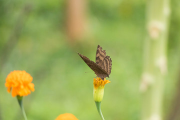 The Flowers & butterflies swarm in The Park
