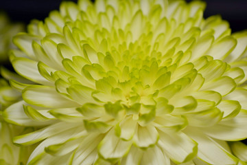 chrysanthemum flowers,close up (Dendranthemum grandifflora)