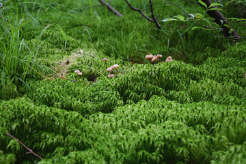 Tatry. Szlak górski nad Smreczyński Staw