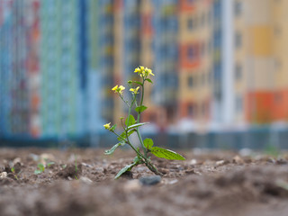 Small, weak flower among wasteland and dirt on the background of the beautiful buildings of the city. The concept of urban ecology, environment