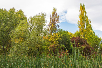 Vegetacion frondosa con Arbolado Otoñal