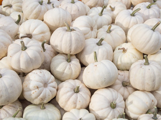 Harvest: Heap of Baby Boo Squash, Cucurbita pepo L.