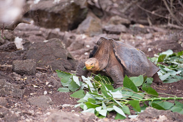 Obraz premium ゾウガメ