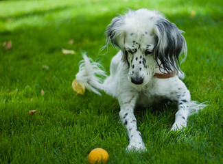 White dog playing