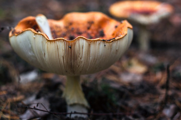 Poisonous mushrooms fungus toadstools in the forest Bright red mushroom fly agaric growing forest...
