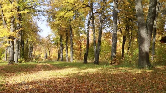 Old park in autumn