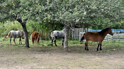 Chevaux dans un verger en montagne