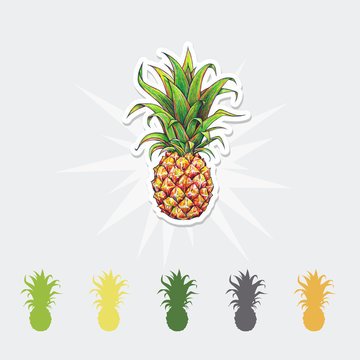 Pineapple color vector illustration. Tropical fruit set.