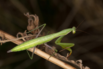 Macrophotographie d'un insecte: Mante religieuse (Mantis religiosa)