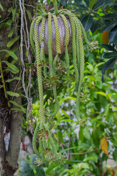 Monadenium lugardiae is a perennial.Ornamenta l Hemp Cacust in nature