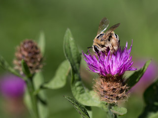 Macrophotographie d'un insecte: Megachile (Megachile willoughbiella)