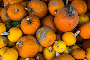 pumpkins
