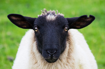 Here's Looking at You