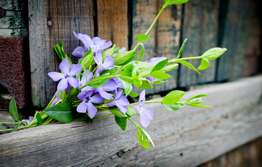 Spring flower. Bouquet of purple flowers on a wooden background.