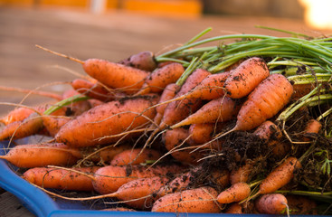 Recently harvested vegetables on a wooden background