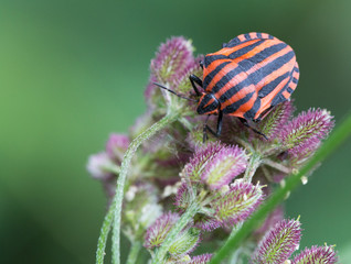 Macrophotographie d'un insecte : punaise Pentatome rayé (Graphosoma lineatum)