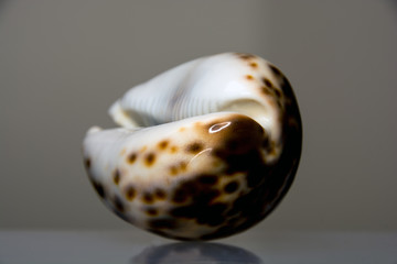 shell