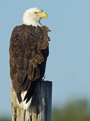Bald Eagle