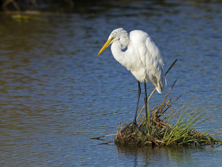 Great Egret
